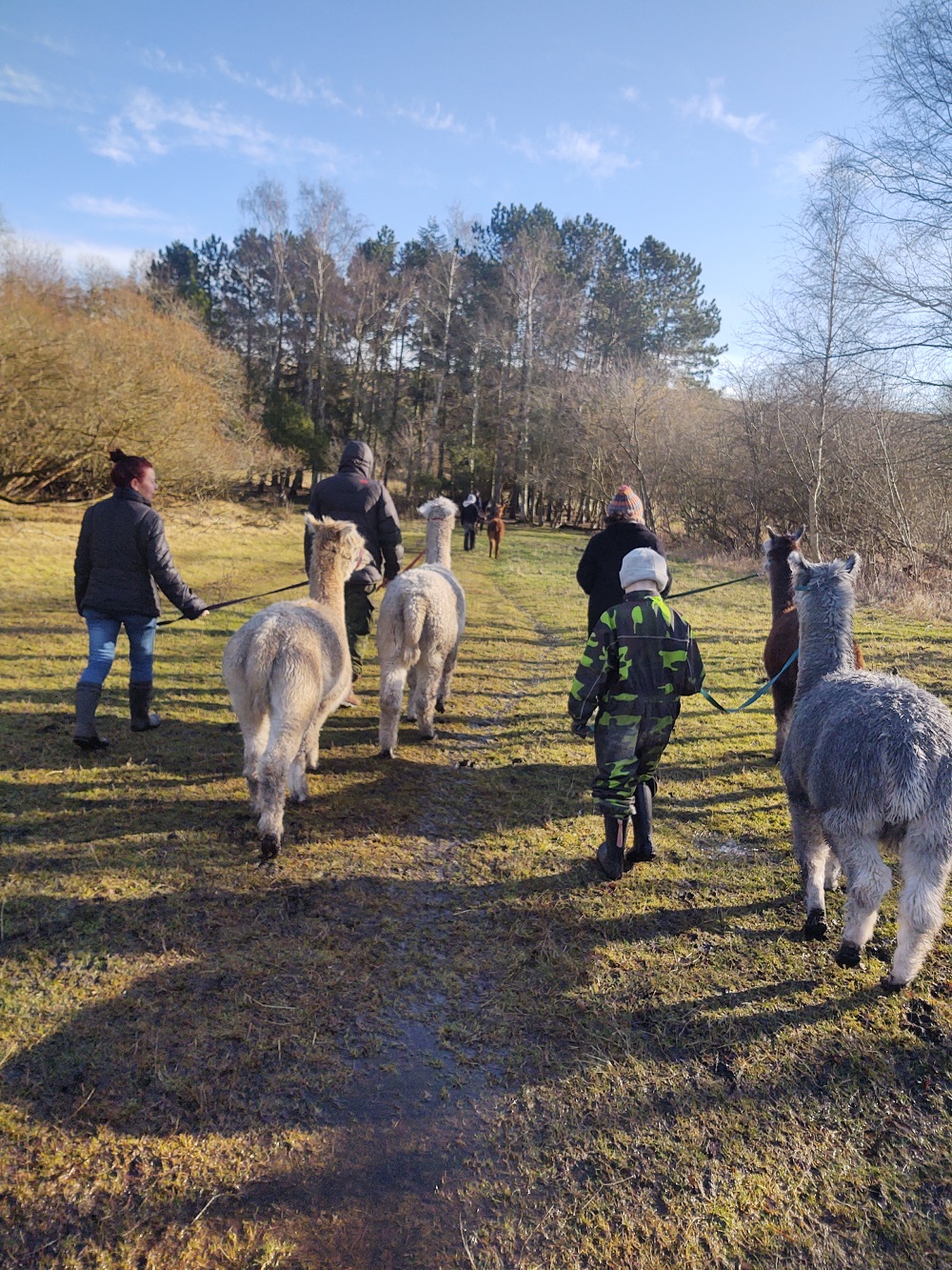Gavekort til Alpacawalk - Billede 2