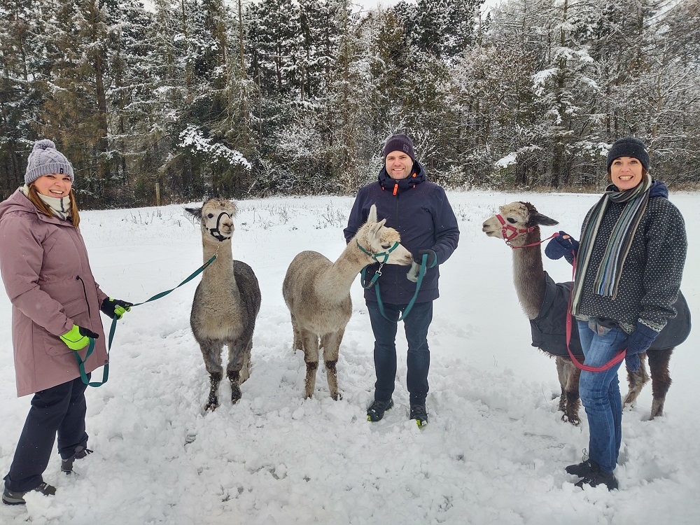 Gavekort til Alpacawalk - Billede 4