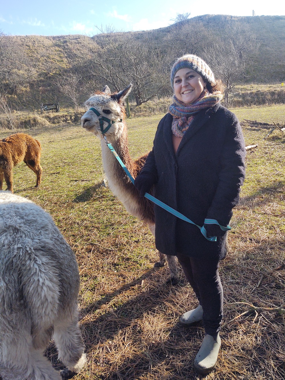 Gavekort til Alpacawalk - Billede 3