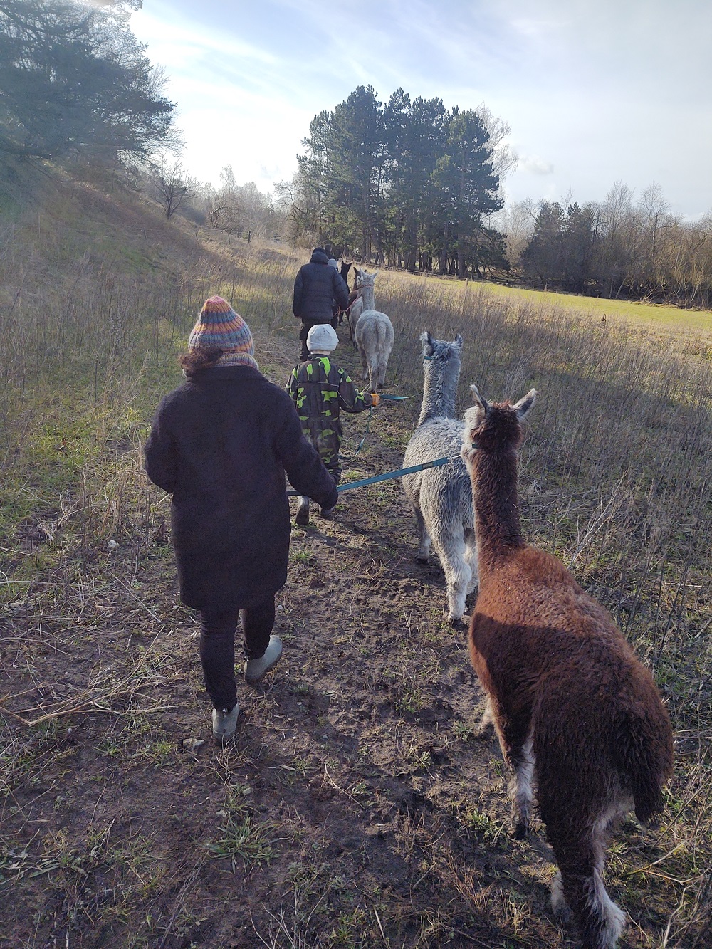 Gavekort til Alpacawalk - Billede 8