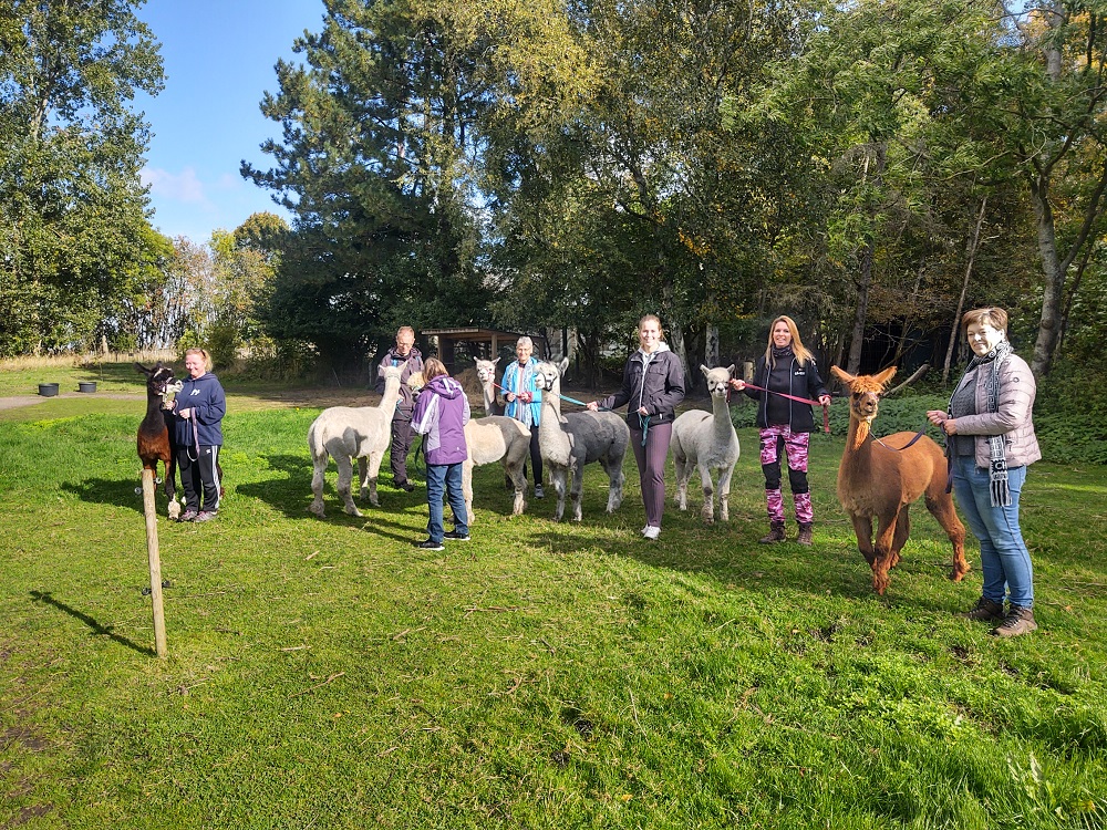 Gavekort til Alpacawalk - Billede 7