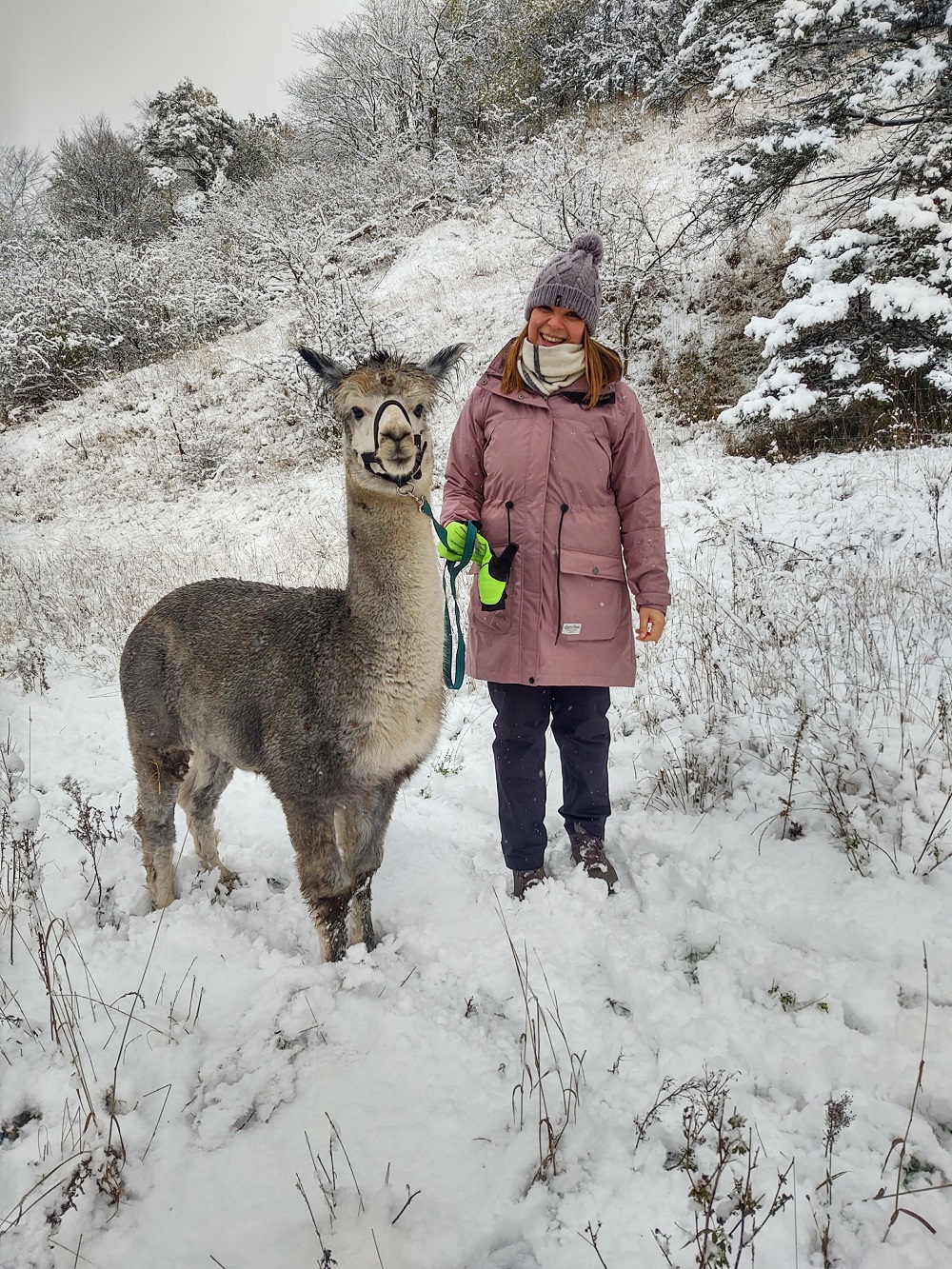 Gavekort til Alpacawalk - Billede 6