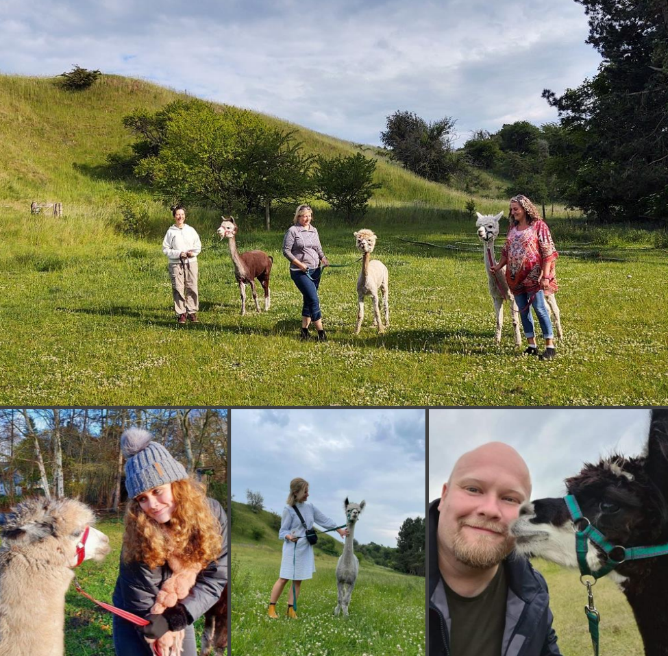 Gavekort til Alpacawalk