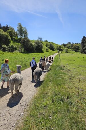 Gavekort til walk